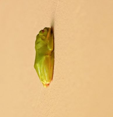 Natal Tree Frog