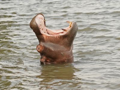 Seekoei / Hippo