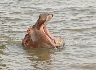 Seekoei / Hippo