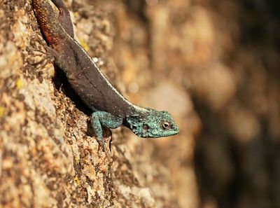 Suidelike Klip-koggelmander / Southern Rock Agama