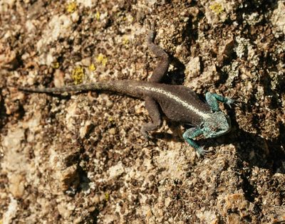 Suidelike Klip-koggelmander / Southern Rock Agama