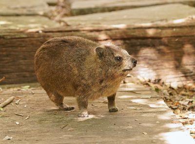 Dassie / Cape Hyrax, Rock Hyrax