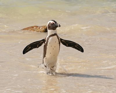 Brilpikkewyn / African Penguin