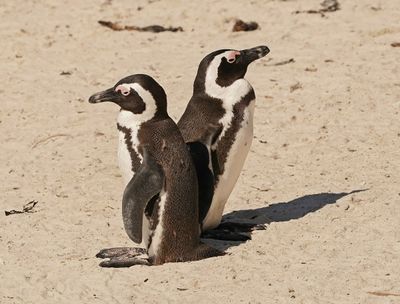 Brilpikkewyn / African Penguin