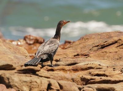 Kuifkopduiker / Crowned Cormorant