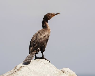 Trekduiker / Cape Cormorant