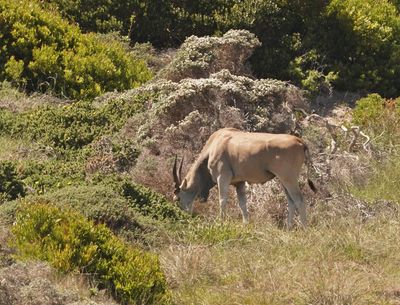 Eland / Common Eland