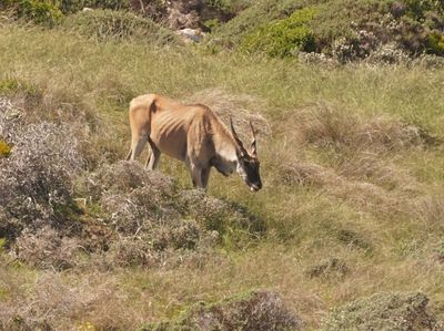 Eland / Common Eland
