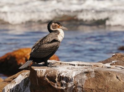 Witborsduiker / White-breasted Cormorant