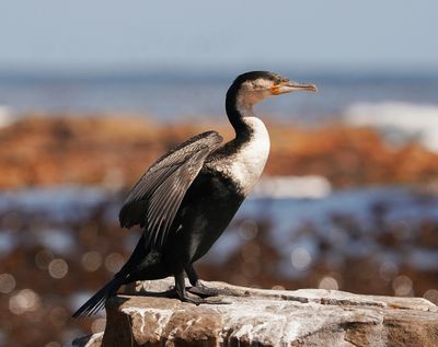 Witborsduiker / White-breasted Cormorant