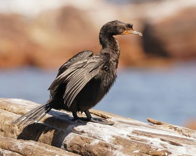 Kuifkopduiker / Crowned Cormorant