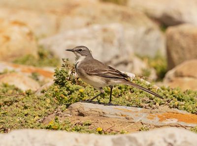 Gewone Kwikkie / Cape Wagtail