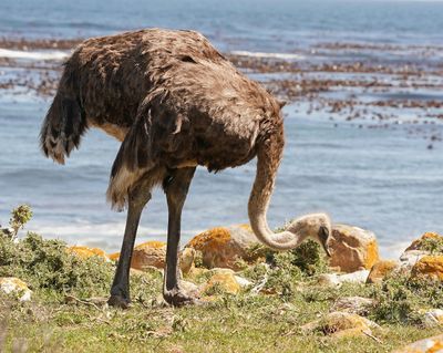 Volstruis / Common Ostrich