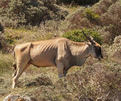 Eland / Common Eland