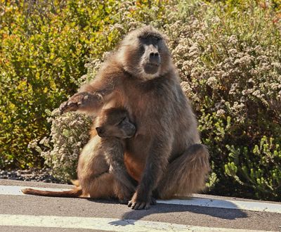 Kaapse bobbejaan / Cape Baboon