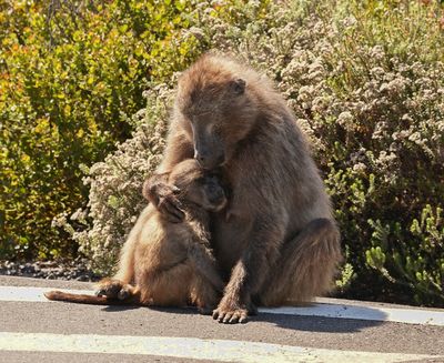 Kaapse bobbejaan / Cape Baboon