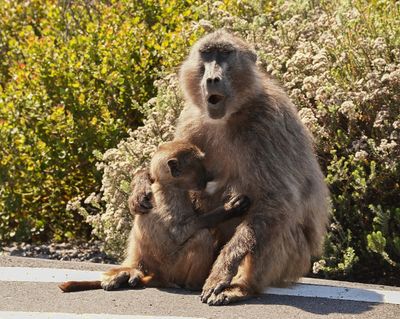 Kaapse bobbejaan / Cape Baboon