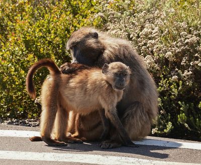 Kaapse bobbejaan / Cape Baboon