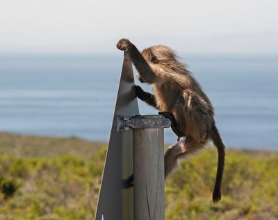 Kaapse bobbejaan / Cape Baboon