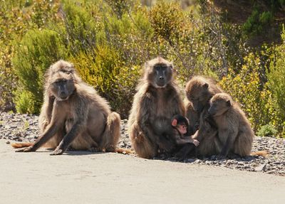 Kaapse bobbejaan / Cape Baboon