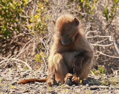 Kaapse bobbejaan / Cape Baboon