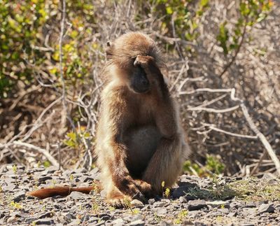 Kaapse bobbejaan / Cape Baboon
