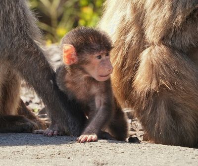 Kaapse bobbejaan / Cape Baboon