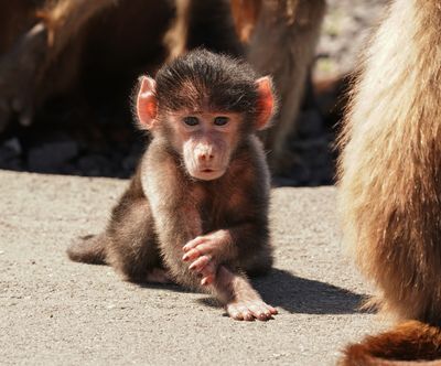 Kaapse bobbejaan / Cape Baboon