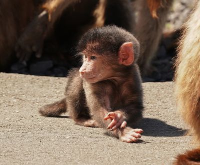 Kaapse bobbejaan / Cape Baboon