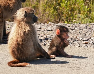 Kaapse bobbejaan / Cape Baboon