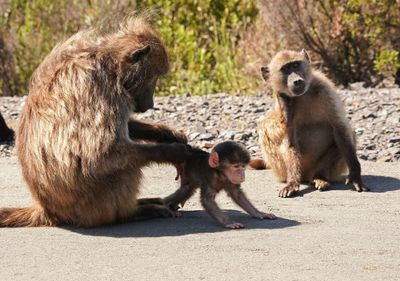 Kaapse bobbejaan / Cape Baboon