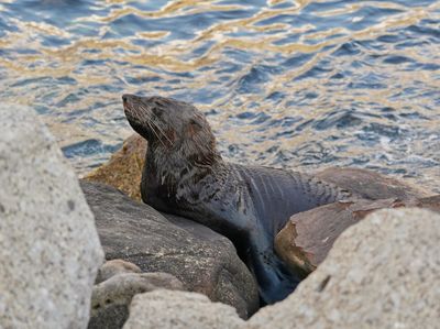 Seeleeu / Sea Lion