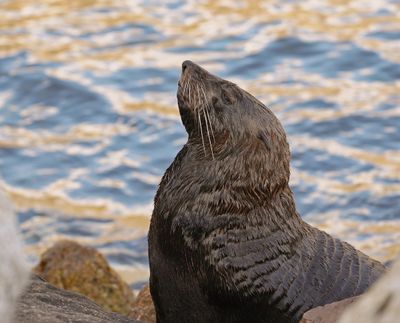 Seeleeu / Sea Lion
