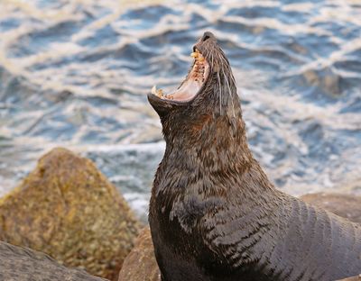 Seeleeu / Sea Lion