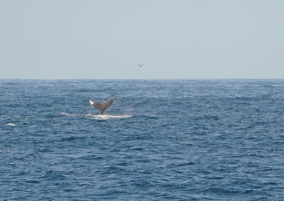 Boggelrugwalvis / Humpback Whale