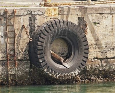 Seeleeu / Sea Lion
