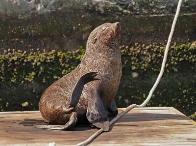 Seeleeu / Sea Lion