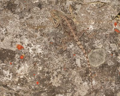 Suidelike Klip-koggelmander / Southern Rock Agama