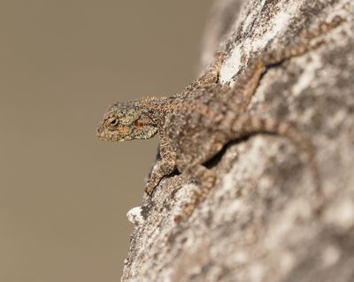 Suidelike Klip-koggelmander / Southern Rock Agama