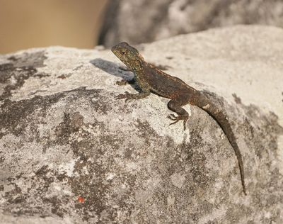 Suidelike Klip-koggelmander / Southern Rock Agama