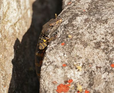 Kaapse Rotsskeurakkedis / Cape Crag Lizard