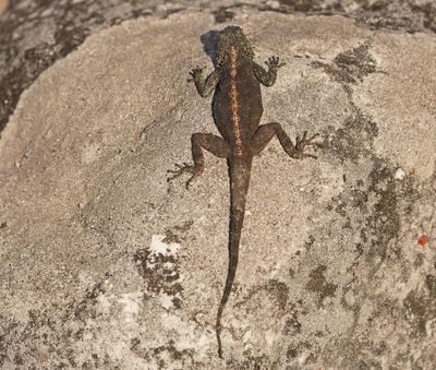Suidelike Klip-koggelmander / Southern Rock Agama