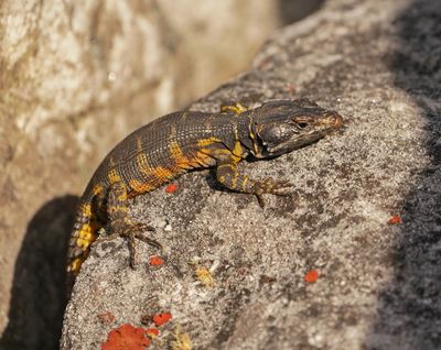 Kaapse Rotsskeurakkedis / Cape Crag Lizard