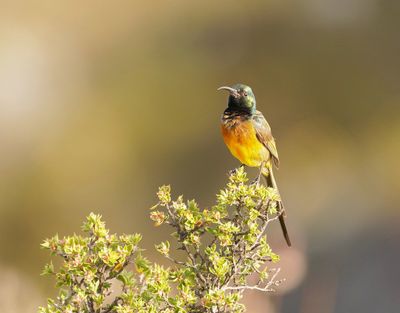 Oranjeborssuikerbekkie / Orange-breasted Sunbird