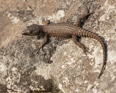 Swart-skurwejantjie / Black Girdled Lizard