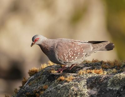 Kransduif / Speckeld Pigeon