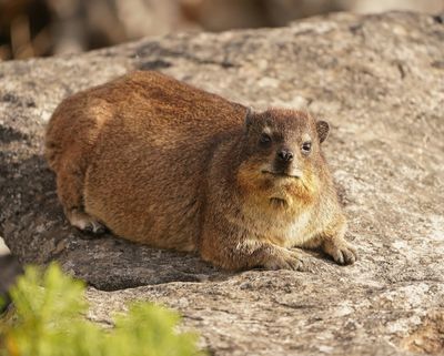 Dassie / Cape Hyrax, Rock Hyrax