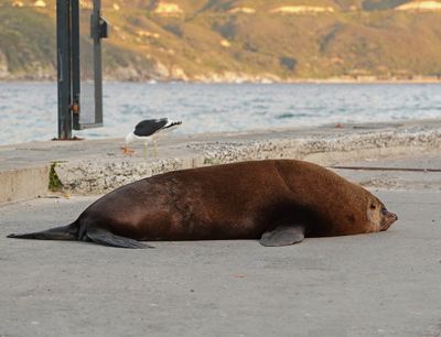 Seeleeu / Sea Lion