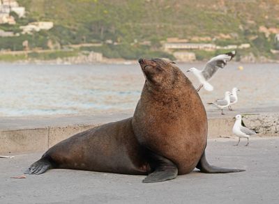 Seeleeu / Sea Lion