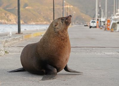 Seeleeu / Sea Lion